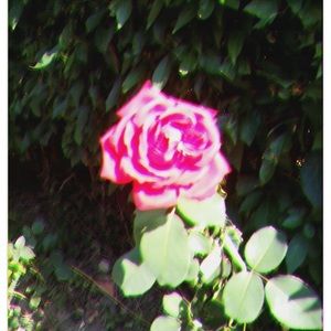 Meet your Posher, Rodil